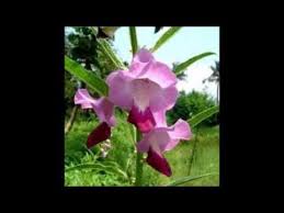 Image result for Sesamum calycinum