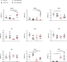 Hepatic Jnk Mediated Bile Acid Homeostasis Regulates Liver