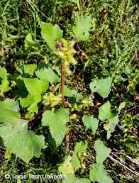 Image result for Xanthium strumarium