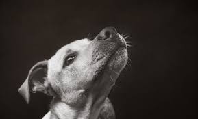 Ruckwartshusten Ruckwartsniesen Beim Hund Alles Dog De