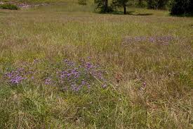 Image result for Verbena aristigera