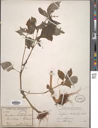 Image result for Impatiens purpureoviolacea