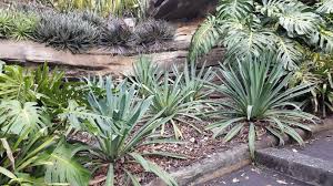Image result for Beschorneria yuccoides
