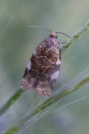 Image result for Vandenboschia gigantea