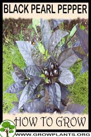 Maybe you would like to learn more about one of these? Black Pearl Pepper How To Grow Care