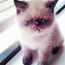 Egzoticshorthair Disi Yavru 2 Aylik Gozler Kalici Mavi Ucretli Sahiplendirilecektir Cat Cats Of Instagram Ucretlikediyavrulari Cats Animals