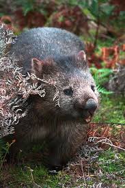 Common Wombat Common Wombat Animals Wombat