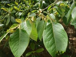 Image result for Diospyros virgata