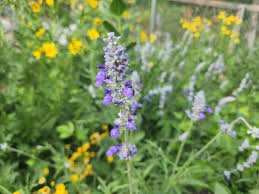 Image result for Salvia farinacea
