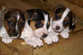 You can list your puppies for free! Animals Ready For Adoption At Nigel Spca All You Need To Know About Adoption Heidelberg Nigel Heraut