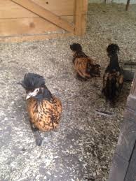 Pavlov Pavlovski Chickens Rare But Beautiful Breed