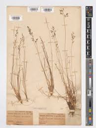 Image result for Eragrostis racemosa