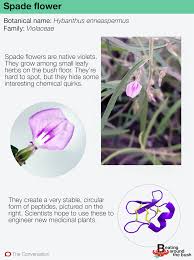 Image result for Afrohybanthus enneaspermus