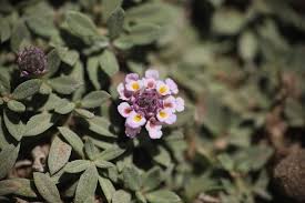 Image result for Phyla nodiflora