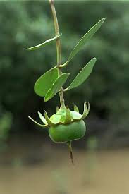 Image result for Sonneratiaceae