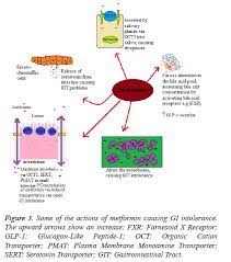 Metformin And Its Gastrointestinal Problems A Review