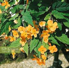 Image result for Begonia sutherlandii