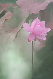 Flickr Lotus Flower By Bahman Farzad Beautiful Flowers Pretty Flowers Flowers