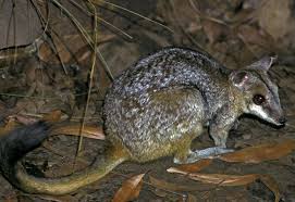 Image result for Pavetta hymenophylla