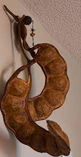 Unusual Seed Pods From Yunnan China Can Anyone Identify Them For Me Please Seed Pods Seeds Seed Pots