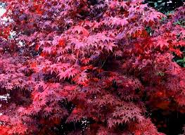 We did not find results for: Marvelous Maples Designscapes Of Nc Ltd
