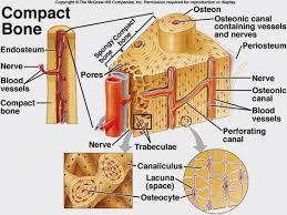 Hope you enjoy and please. Bone Cross Section Diagram Labeled 6 3c Microscopic Anatomy Of Bone Medicine Libretexts Bone Marrow Is A Tissue Found Within The Spongy And Cancellous Portions Of Bones Undertaker