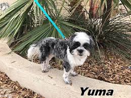 Yuma > > pets >. Chandler Az Shih Tzu Meet Yuma A Pet For Adoption