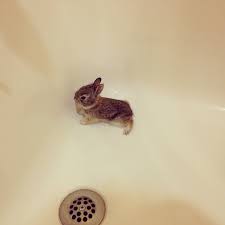 Give it a waterless warm water bath another technique is to put warm water into a bowl on the counter. Tiny Baby Rabbit Cute Little Animals Cute Baby Animals Baby Animals Funny