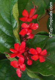 Image result for Clerodendrum silvanum