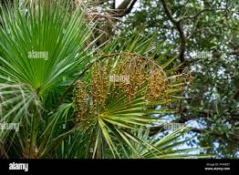 Image result for Acoelorrhaphe wrightii