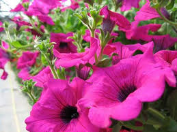Immagini fiori febbraio / stampe artistiche, quadri e poster con erba, fiori, fiori. Fiori Da Piantare A Febbraio Le Petunie Pollicegreen