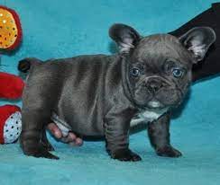 Teacup blue heeler puppies for sale in florida, fl. French Bulldog Puppies Utica Ny Pets Lovers