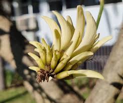 Image result for Erianthemum virescens