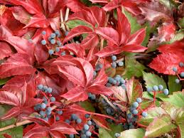 Image result for Parthenocissus quinquefolia