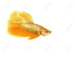 676 x 450 jpeg 108 кб. Gold Betta Fish On White Background Stock Photo Picture And Royalty Free Image Image 16165683