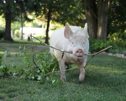 Did you hear that some of the best micro pigs are bred in fairview, utah? Esther The Wonder Pig