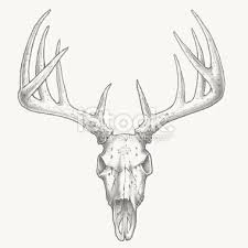 Black And White Deer Head Drawing Whitetail Deer Skull Drawings Google Search Deer Skull Tattoos Skulls Drawing Deer Skull Drawing
