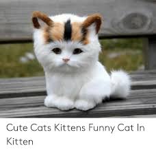 Bookmark us by pressing ctrl + d on your keyboard and check back daily for the funniest kitty cat pictures on cat pictures not enough for you ? Cute Cats Kittens Funny Cat In Kitten Cats Meme On Me Me
