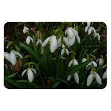 Snowdrops I Galanthus White Spring Flowers Magnet Zazzle Com Flower Magnets Ipad Air 2 Cases Floral Flowers