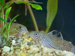 Black And White Striped Catfish Aquarium Adding Three Stripe Cory To Your Aquarium Community Aquarium Catfish Aquarium Fish Fish Breeding
