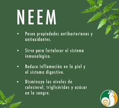 Algunos de los beneficios de consumir Neem🌿 Encuentra nuestra presentación en hoja seca en @micomisariatoec ✨