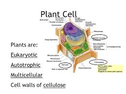 Plant cell wall of cellulose. Plant Cell Plants Are Eukaryotic Autotrophic Multicellular Cell Walls Of Cellulose Ppt Download