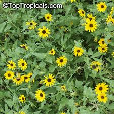 Image result for Oxyanthus biflorus