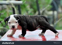 But looks are just part of the equation when you are searching for a new furry member of the family. Cute American Bully Puppy Standing 2 Color Coat Royalty Free Stock Photo 626732924 Avopix Com