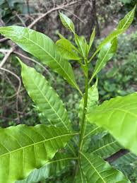 Image result for Pouteria altissima