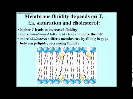 Explain The Change In Membrane Permeability As Temperature Increases