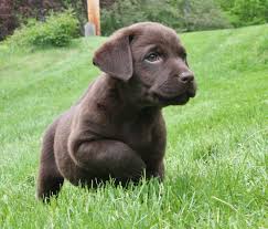All deposits are nonrefundable (we charge 5.5% sales tax & pp fees). Chocolate Lab Retriever Breeders Hidden Pond Labradors