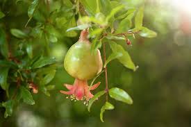By using a small brush and lightly brushing from bloom to bloom. Pomegranate The Pretty Blossoms That Precede Tasty Fruits Cgtn