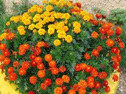 какие цветы посадить на клумбе чтобы цвели все лето фото Kakie Nizkoroslye Cvety Posadit V Klumbu Chtoby Cveli Vse Leto Roslini Kviti
