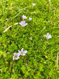 Image result for Bacopa monnieri